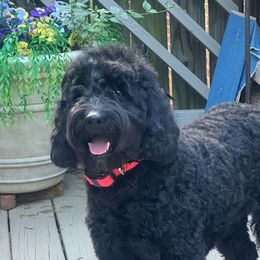 Dixie - Goldendoodle