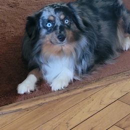 Toy Australian Shepherd All Grown Up from High Point Toy Aussies