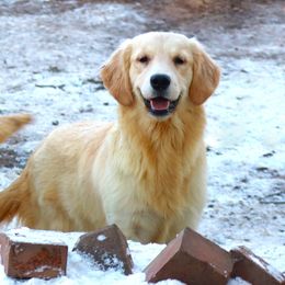 Lily - Golden Retriever puppy in North Brunswick, New Jersey from Cynazar Goldens