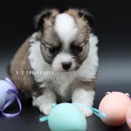 Henry - Black sabled fawn male Chihuahua puppy in Tulsa, Oklahoma from H-3 Chihuahuas