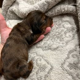 Dasher-Dapple Guy- - Chocolate and tan male Dachshund puppy in Garfiled, Arkansas from Iron Bear Livestock & Dachshunds