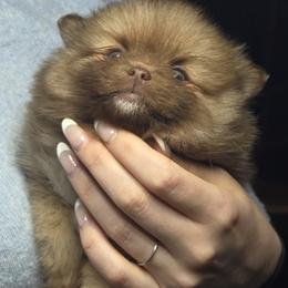 Bear - Chocolate male Pomeranian puppy in Port Angeles, Washington from Pacific Northwest Pomeranians
