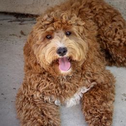 Harper - Australian Labradoodle