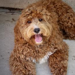 Harper - Australian Labradoodle