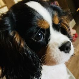 Mabel - Cavapoo