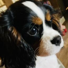 Mabel - Cavapoo