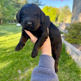 Affogato - Phantom female Bernedoodle puppy in Midland, Michigan from Northern Charm Farm