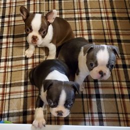 Boston Terriers and French Bulldogs from Absolutely Boston Terriers and French Bulldogs