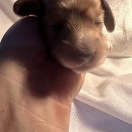 Vanilla - Cream female Dachshund puppy in Bigfork, Minnesota from Dachshunds Up North