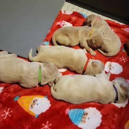 Golden Retriever Puppies from Wild Roost Goldens