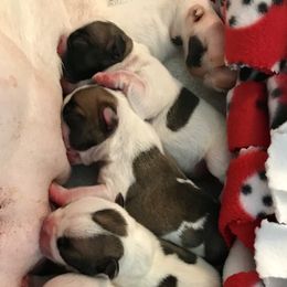 French Bulldog Puppies from BigStar French Bulldogs