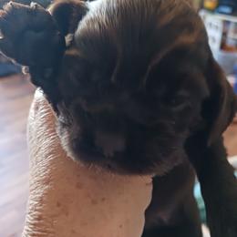 Cocoa - Cocker Spaniel puppy from Wethys Cocker Spaniels