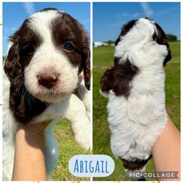 Abigail - Parti female Goldendoodle puppy in Caddo Mills, Texas from Fire Wife Doodles