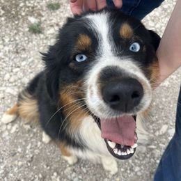 Tripp - Australian Shepherd