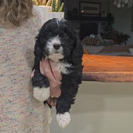 Tahoe - Black and white male Cavapoo puppy in Las Cruces, New Mexico from Moongate Cavaliers