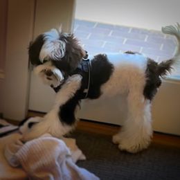 Australian Labradoodle Puppies from Berrybrook Doodles