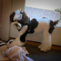 Australian Labradoodle Puppies from Berrybrook Doodles