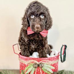 Boy 7 - Brown Poodle puppy in Lake City, Florida from 224 Doodles and Poodles