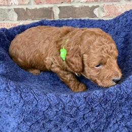 Green (Gray) Collar - Red  male Poodle puppy in Huntsville, Alabama from Flint River Poodles