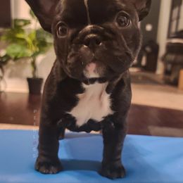 French Bulldog Puppies from PEERLESS French Bulldogs