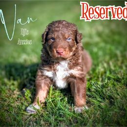 Van - Red tri-color male Australian Shepherd puppy in Pomeroy, Ohio from HJ's Aussies