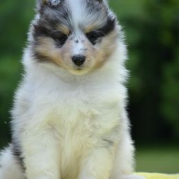 Shetland Sheepdog Puppies from Allison Gilbert