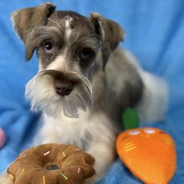 Apollo - Parti male Miniature Schnauzer puppy in Palm Coast, Florida from Fiesta Pups