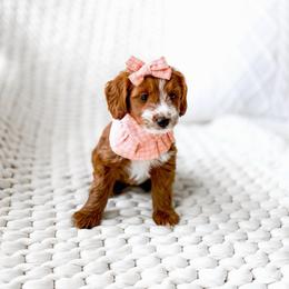 Rumi - Red  female Goldendoodle puppy in Springville, Utah from Happy Doodle