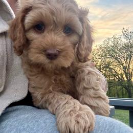 DUKE - Brown male Cockapoo puppy in Bristow, Oklahoma from 10-Acre Woods Cockapoos