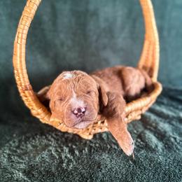 Bandana (Bandi) - Red female Labradoodle puppy in Elizabeth City, North Carolina from Howdy Doodles