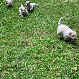 Australian Cattle Dog Puppies from Hollow Log ACDs