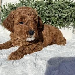 Dom - Red  male Poodle puppy in Bakersfield, California from California Red Poodles