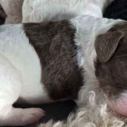 Poodles from Cartmell Standards