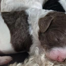 Poodles from Cartmell Standards