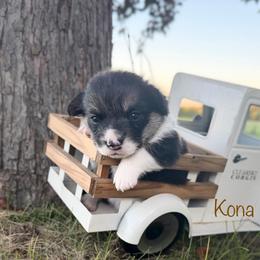 Kona - Black and tan male Pembroke Welsh Corgi puppy in Rose, Nebraska from Clearsky Corgis