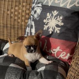 Rosco - Fawn male Chihuahua puppy in Richmond, Virginia from Bayberry ChihuahuasTM
