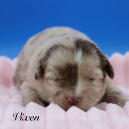 Vixen - Red merle female Miniature Australian Shepherd puppy in Weeki Wachee, Florida from Arlington's Mini Aussies