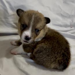 Flareon - Sable male Pembroke Welsh Corgi puppy in Deming, New Mexico from Sylvan Lane Corgis