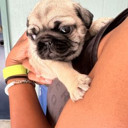 Girl 1 - Fawn female Pug puppy in Prairieville, Louisiana from Freedom Meadow Farm