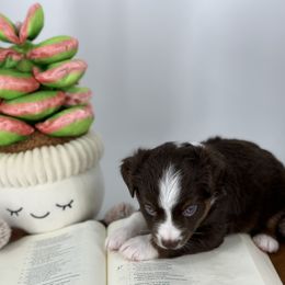 Miniature Australian Shepherd and Toy Australian Shepherd Puppies from Ollie's Aussies