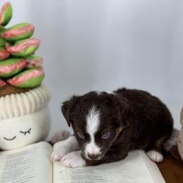 Miniature Australian Shepherd and Toy Australian Shepherd Puppies from Ollie's Aussies