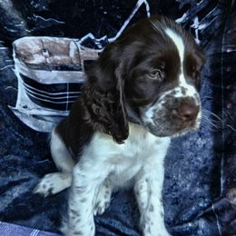 English Springer Spaniel Puppies from Bedell's Riverdog Run