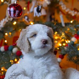 Aussiedoodle and Australian Mountain Doodle Puppies from Farmstead Doodles
