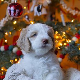 Aussiedoodle and Australian Mountain Doodle Puppies from Farmstead Doodles