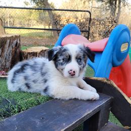Ozark - Blue merle male Border Collie puppy in Morgan, Texas from Shooting Star Ranch