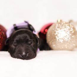 Labrador Retriever Puppies from AGL Retrievers