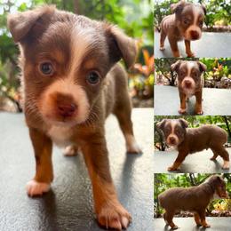 Pickles - Red tri male Toy Australian Shepherd puppy in Brooker, Florida from Honey, I Shrunk the Aussies