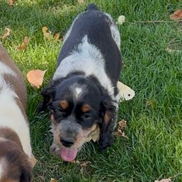 Captain - Black white and tan male English Springer Spaniel puppy in Coeur D'alene, Idaho from Springer Hollow