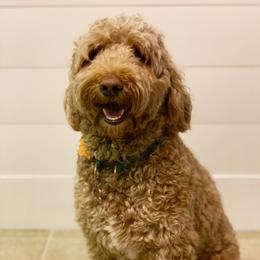 Dolly - Australian Labradoodle