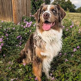 Titan - Australian Shepherd